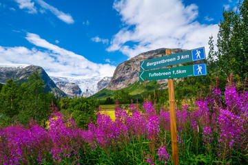 Hike to Bergsetbreen, beginning of the path. Shot in summer with lots of flowers. Glacier in Norway
