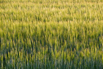 A field of ripening rye on a sunny day. Rural background