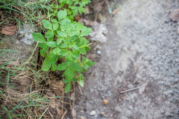 The tree grows from cement.
