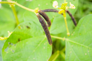 Green Mung bean crop closeup in agriculture field