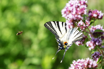 Beautiful colorful butterfly and pink summer flower