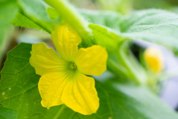 Melon flower yellow color with green leaves in organic plant garden