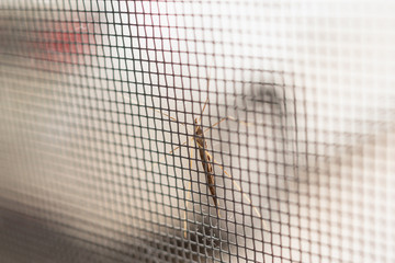 mosquito net wire screen on house window protection against insect