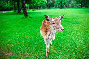 Naklejka na ściany i meble A herd of deer graze on a green lawn in a natural park