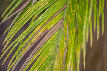 Fototapeta premium Palm trees in the garden