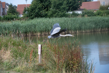 Young grey heron takes off over a pond