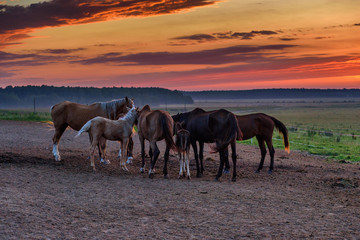 a herd of horses on the field in the early morning at dawn