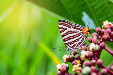 Fototapeta premium A little butterfly on the flower.
