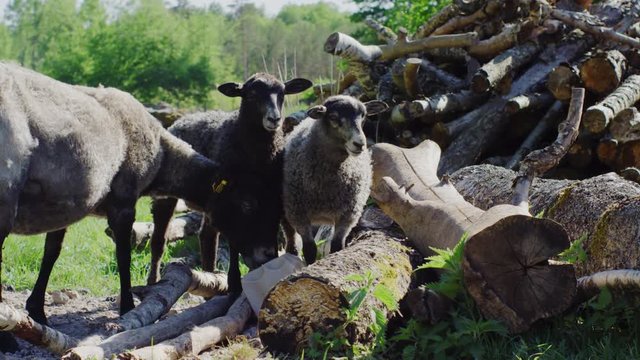 Two cute lambs and their mother licking salt block, enjoying the summer weather. Slowmotion. 4K UHD 120fps 16-bit HDR. Shot on RED.