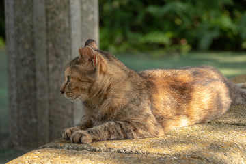 Fototapeta na wymiar A cat resting in the shade of the park in Soka city, Saitama, Japan