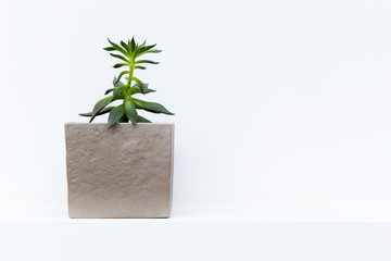 Flower in a pot against a white wall background
