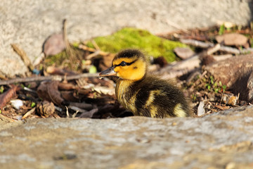 Side view of a Mallard duckling among rocks