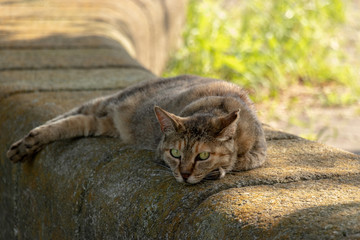 A cat resting in the shade of the park in Soka city, Saitama, Japan