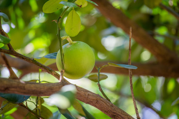 Grapefruit on the tree