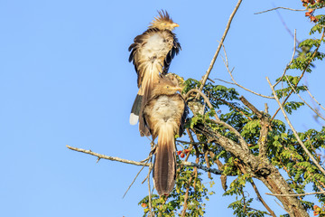 Couple of Brazilian birds on the tree, Scientific name Guira guira