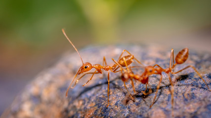 Red Ants Group