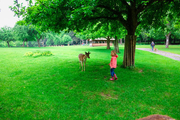 Fototapeta premium Happy pretty little girl in rubber boots feeds deers in the nature park at autumn