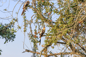 bird in tree at the end of the day, scientific name Guira guira