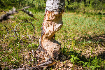 Biber hat einen Baum angenagt