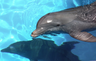 Cute smiling dolphin from Punta Cana, Dominican Republic