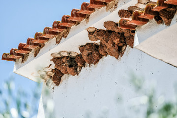 Swallow nests