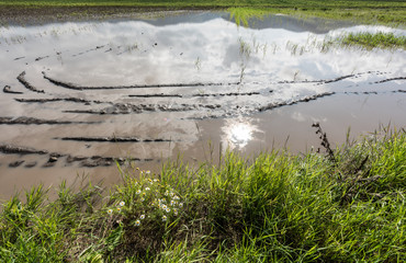 Agriculture ground after rain under water. Flooded agriculture fields.