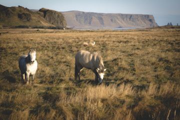 Naklejka premium icelandic horses 