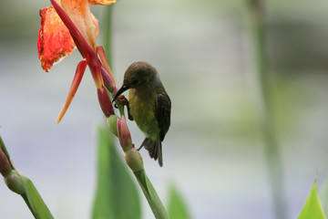 Blossom Orange Canna flowers beautiful color with bird feeding nectar in the garden background