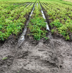 Agriculture ground after rain under water. Flooded agriculture fields.