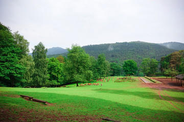 A herd of deer graze on a green lawn in a natural park