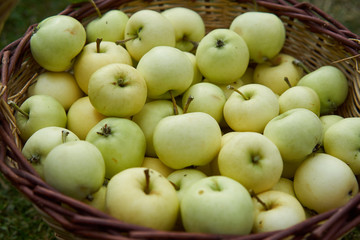 Naklejka na ściany i meble Closeup picture on harvested riped summer green apples in wickerwork handbasket from organic farm or home garden growing without any chemical pesticides or fertilizers.