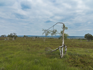 alte birke vor der landschaft hohes venn in den ardennen und in der eifel