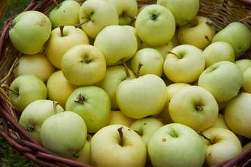 Closeup picture on harvested riped summer green apples in wickerwork handbasket from organic farm or home garden growing without any chemical pesticides or fertilizers.