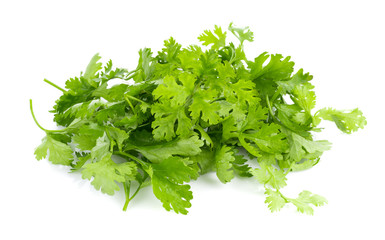 fresh coriander leaves on white background