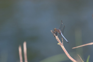 libellula sopra una pianta