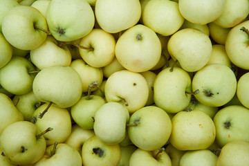 Background Picture from sweet riped and harvested fresh summer green apples from organic farming or home garden growing withou usage of pesticides or fertilizers.