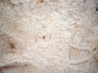 Tiny sprout grows on sand beach.