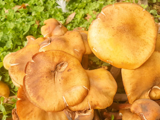 Big mushroom plant on the ground.