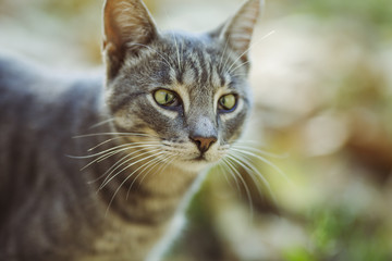 A tabby cat from above on a nature background. 