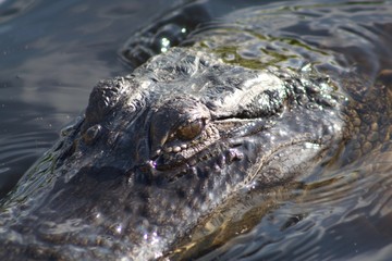 alligator