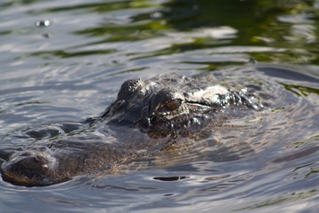 Fototapeta premium alligator