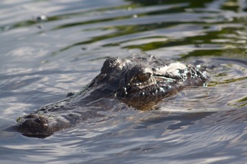 alligator