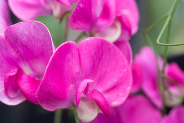 Fototapeta na wymiar sweet pea, lathyrus odoratus pink flowers macro