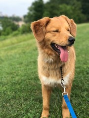 Golden retriever puppy smiling with eyes closed