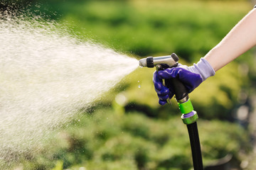 Woman's hand with garden hose watering plants, gardening concept