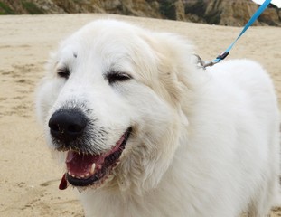 Happy fluffy white dog on the beach smiling 