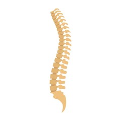 Spine icon. Flat illustration of spine vector icon for web isolated on white
