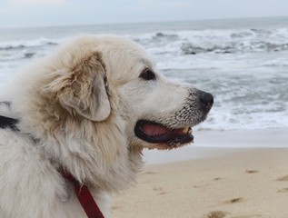 White Dog looking at the beach and ocean 