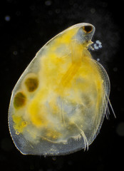Freshwater water flea (Simocephalus vetulus) with eggs