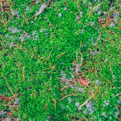 Lush moss in a forest